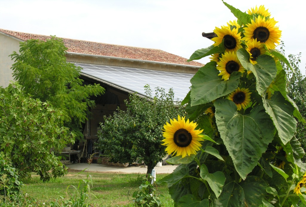 foto artistica dell'azienda agricola Benozzi