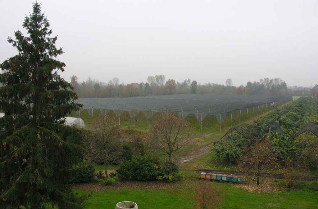 frutteto dell'azienda agricola Benozzi