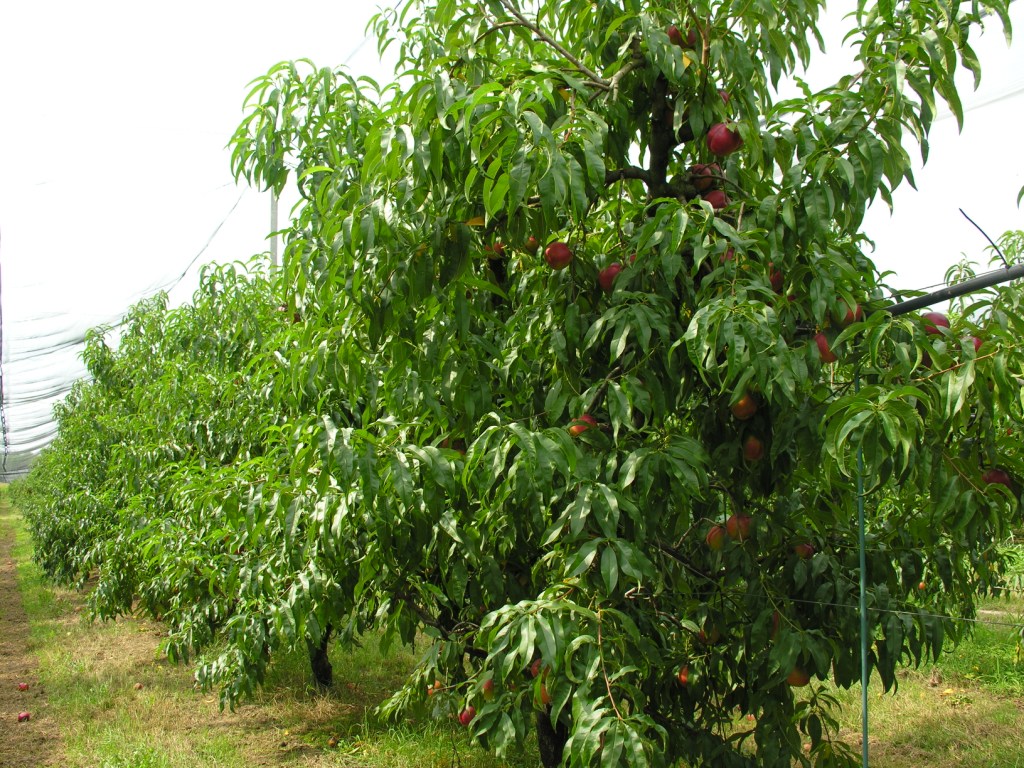 pianta di pesco dell'azienda agricola Benozzi